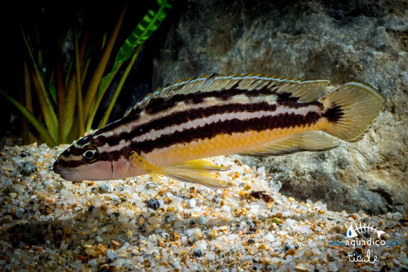 Julidochromis sp. 'ornatus uvira' Uvira